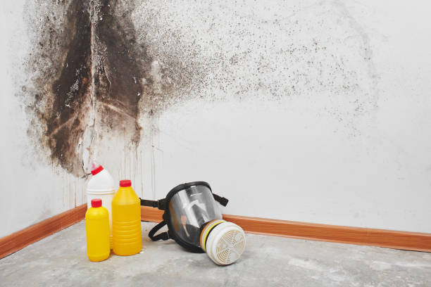 Best Residential Mold Removal  in Columbus, WI