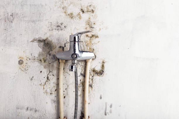 Best Local Mold Removal Service  in Columbus, WI