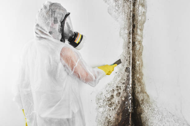 Best Mold Removal and Inspection  in Columbus, WI