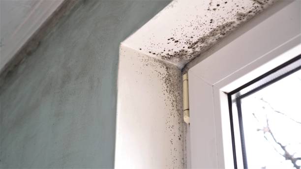 Best Commercial Mold Removal  in Columbus, WI