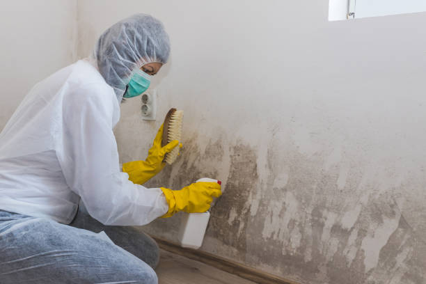 Best Mold Remediation Experts  in Columbus, WI