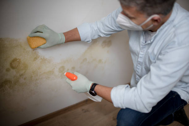 Best Local Mold Removal Service  in Columbus, WI