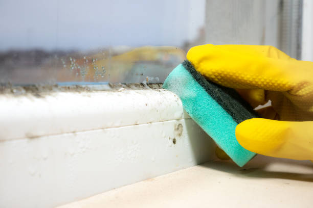 Best Affordable Mold Removal  in Columbus, WI