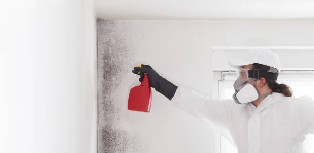 Office Mold Removal Services in Columbus, WI