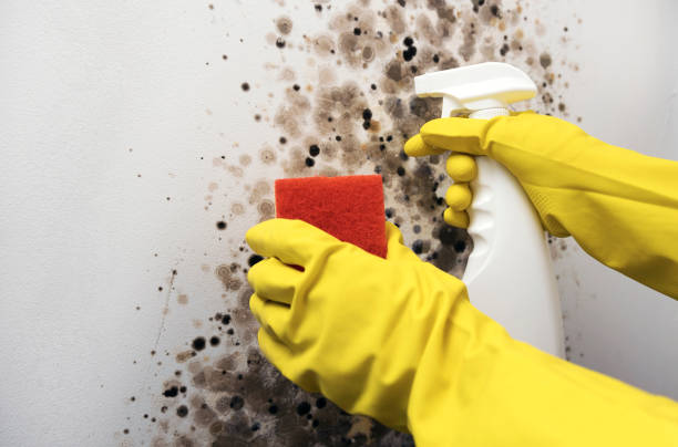 Best Emergency Mold Removal  in Columbus, WI