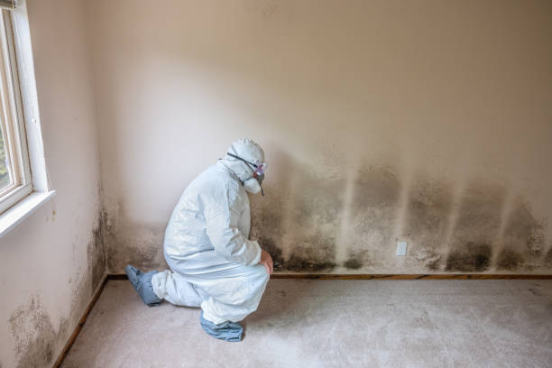 Home Mold Removal in Columbus, WI