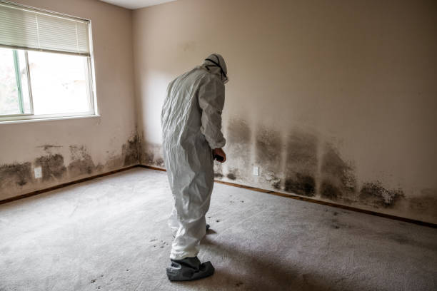 Best Mold Remediation Experts  in Columbus, WI