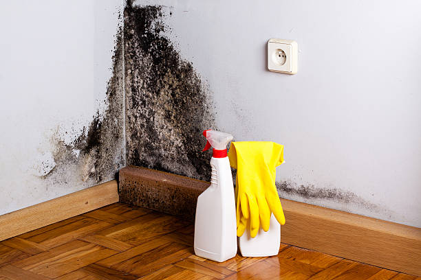 Best Home Mold Removal  in Columbus, WI