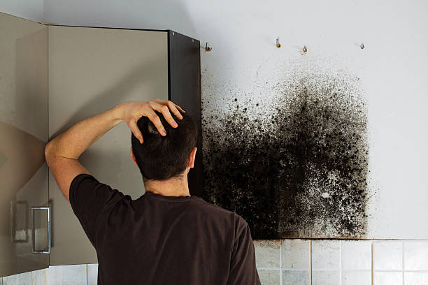 Best Black Mold Removal  in Columbus, WI