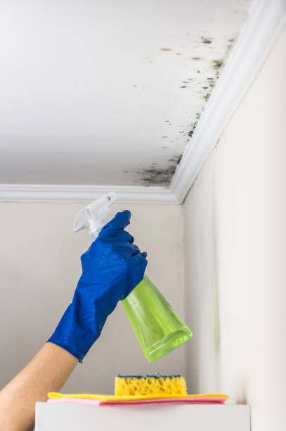 Best Mold Cleaning Services  in Columbus, WI